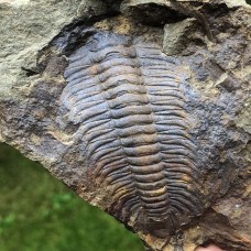 Paradoxides gracilis